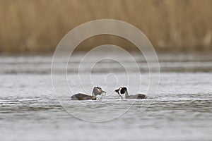 Great Crested Grebe weed dance on the Somerset Levels, United Kingdom