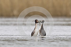 Great Crested Grebe weed dance on the Somerset Levels, United Kingdom