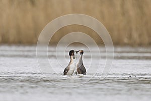 Great Crested Grebe weed dance on the Somerset Levels, United Kingdom