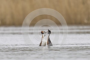 Great Crested Grebe weed dance on the Somerset Levels, United Kingdom