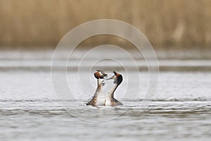 Great Crested Grebe weed dance on the Somerset Levels, United Kingdom