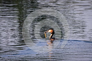 A great crested grebe who caught a fish and holds it tightly in