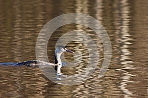 A great crested grebe in winter plumage