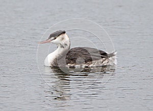 Great crested grebe in winter plumage swimming on grey lake