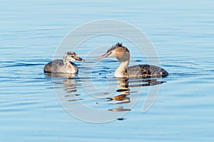 Great Crested Grebe With Young