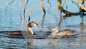 Great Crested Grebe With Young