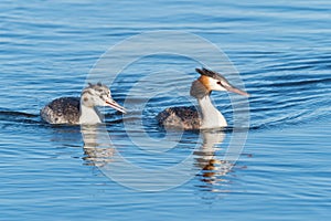 Great Crested Grebe With Young