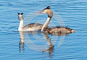 Great Crested Grebe With Young