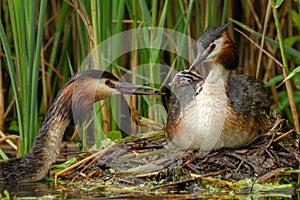 Great crested grebe with young