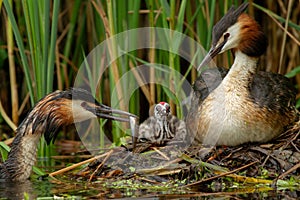 Great crested grebe with young