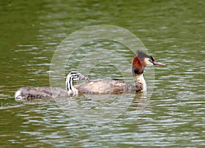 Great Crested Grebe with youngster in a lake