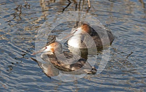 Great crested grebes