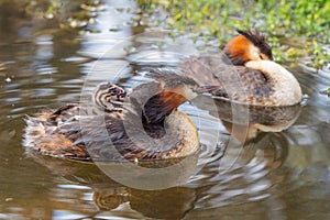 Great Crested Grebes With Chick