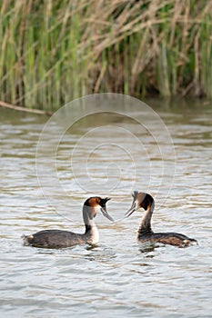 Great crested grebes - So in love... 1