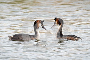 Great crested grebes - So in love... 2