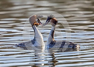 Great Crested Grebes - Podiceps cristatus