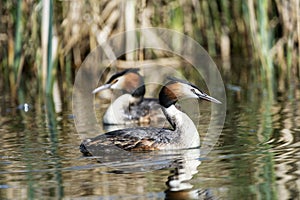 Great crested grebes