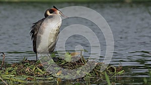 Great crested grebes (Podiceps cristatus) nesting