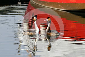 Great crested grebes