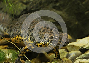 Great Crested Newt