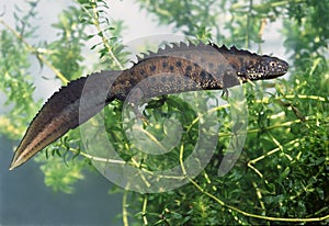 Great Crested Newt photo