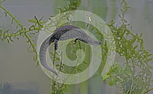 Great-crested newt, Triturus cristatus,