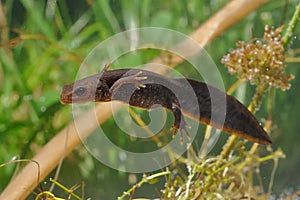 Great Crested Newt Triturus cristatus swimming in the water. Green background and water plants.