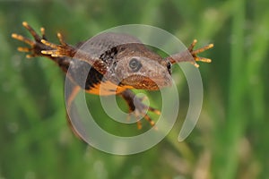 Great Crested Newt Triturus cristatus swimming in the water. Green background with water plants.