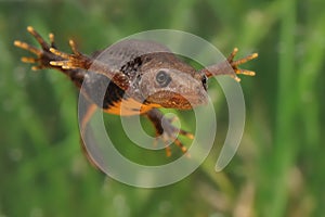 Great Crested Newt Triturus cristatus swimming in the water. Green background with water plants. photo