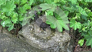 Great Crested Newt (Triturus cristatus) on wet stone