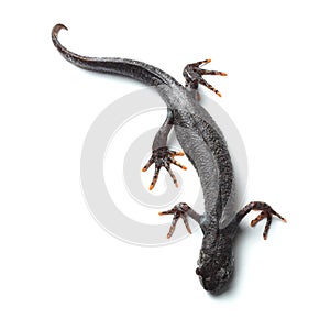 Great crested newt (Triturus cristatus) on white