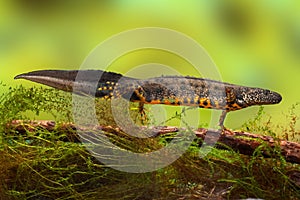 Great crested newt or water dragon photo
