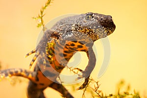 Great crested newt or water dragon photo