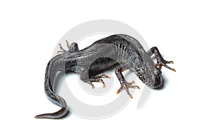 Great crested newt (Triturus cristatus) on white photo