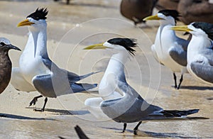 Great Crested Tern in Australia