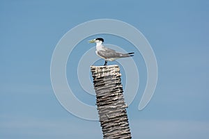 A Great Crested Tern