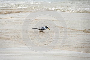 Great Crested Tern (Thalasseus bergii