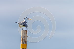 Great Crested Tern (Thalasseus bergii) perching on wooden pole in the sea.