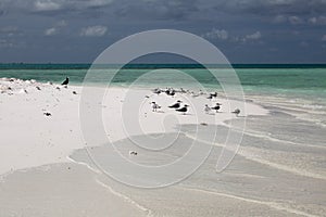 Great crested terns on Motu Tabu Islet