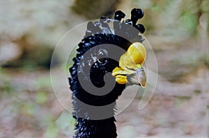 Great curassow