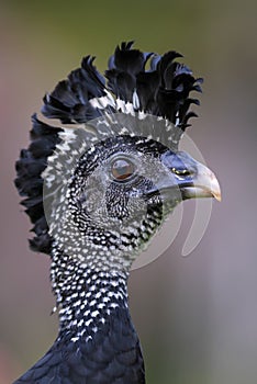 Great Curassow - Crax rubra