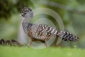 Great Curassow - Crax rubra