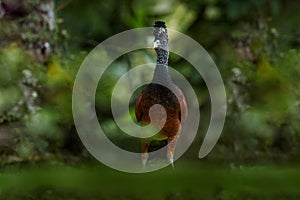 Great Curassow, Crax rubra, big black bird with yellow bill in the nature habitat, Costa Rica