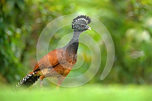 Great Curassow, Crax rubra, big black bird with yellow bill in the nature habitat, Costa Rica. Wildlife scene from tropic forest.