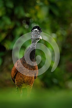 Great Curassow, Crax rubra, big black bird with yellow bill in the nature habitat, Costa Rica. Wildlife scene from tropic forest.