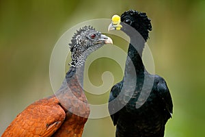 Great Curassow, Crax rubra, big black birds with yellow bill in the nature habitat, Costa Rica. Pair of birds, male and female. Wi photo