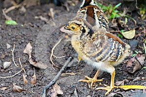 Great Curassow (Crax rubra) chick, taken in Costa Rica