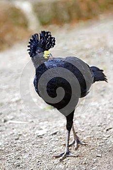 Great Curassow Crax rubra from Costa Rica