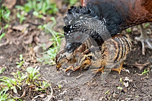 Great Curassow (Crax rubra) female with chick, taken in Costa Rica