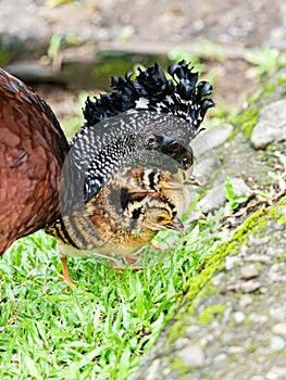 Great Curassow (Crax rubra) female with chicks, taken in Costa Rica